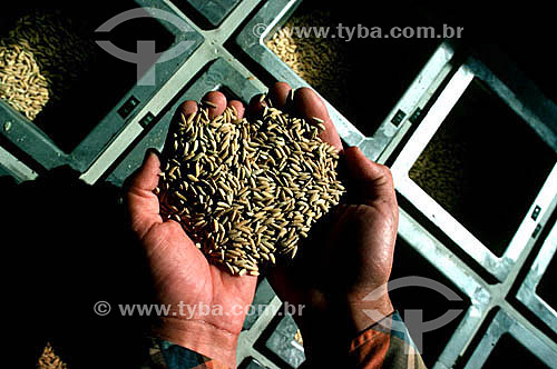  Detalhe de mãos segurando grãos de arroz com casca 