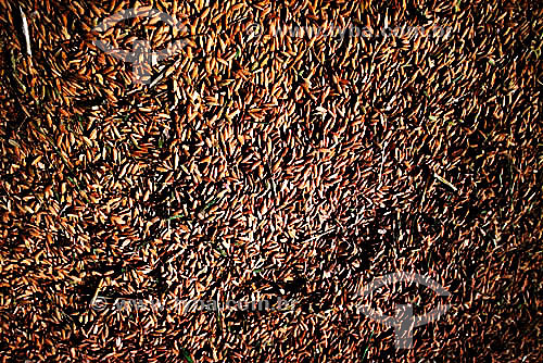 Detalhe de grãos de arroz com casca - Brasil 



Detail of grains of rice with husks - Brazil 
