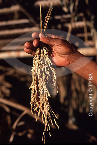  Detalhe de mão segurando ramalhete de arroz com casca - Brasil  - Minas Gerais - Brasil