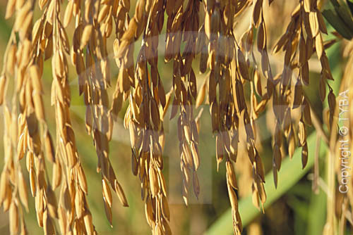 Agricultura -  Panícula (cacho) de arroz -  Uruguaiana - Rio Grande do Sul - Brasil - Fevereiro 2001  - Uruguaiana - Rio Grande do Sul - Brasil