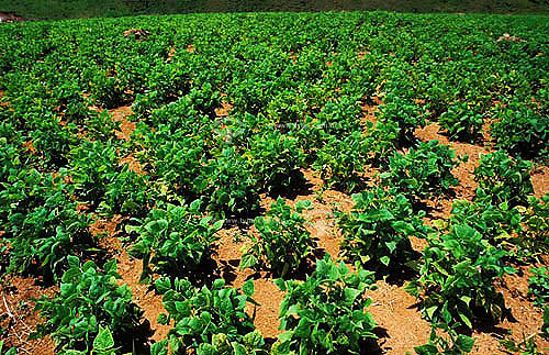  Agricultura - Plantação de Feijão - Brasil 