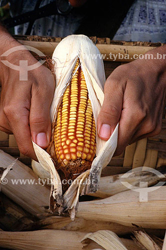  Detalhe de mãos abrindo espiga de milho - São João da Glória - MG - Brasil  - São João Batista do Glória - Minas Gerais - Brasil