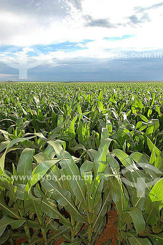  Agricultura - Plantação de milho próximo ao Parque Nacional das Emas - Goiás - Brasil  - Goiás - Brasil