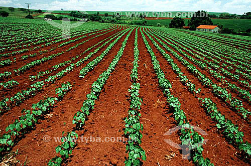  Plantação de soja / Soybean field 