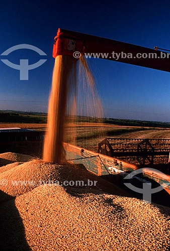  Colheita mecanizada de soja - PR - Brasil  - Paraná - Brasil