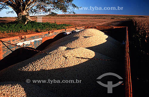 Colheita de soja com grãos armazenados em caçamba de caminhão - PR - Brasil  - Paraná - Brasil