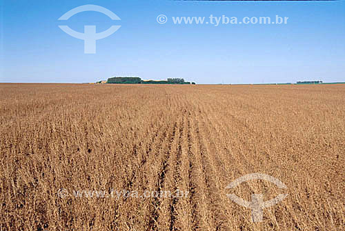  Plantação de soja - Itiquira - MT - Brasil / Soy plantation - Itiquira city - Mato Grosso state - Brazil  - Itiquira - Mato Grosso - Brasil