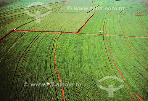  Agricultura intensiva: plantação de soja - sul do Brasil
 