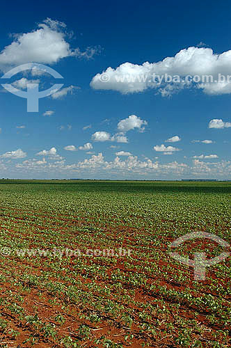  Agricultura - Plantação de soja próxima ao Parque Nacional das Emas -  Goiás - Brasil   - Goiás - Brasil