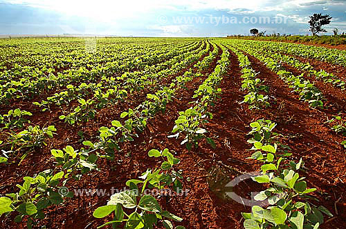  Plantação de soja, próxima ao Parque Nacional das Emas - GO - Brasil   O Parque é Patrimônio Mundial pela UNESCO desde 16-12-2001.  - Goiás - Brasil