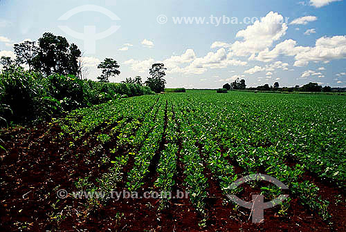  Plantação de soja - Mato Grosso - Brasil - 1993  - Mato Grosso - Brasil
