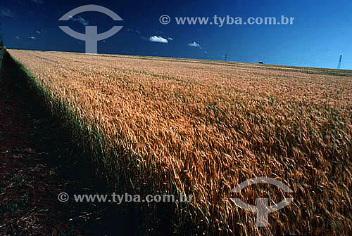  Plantação de trigo / Wheat field 