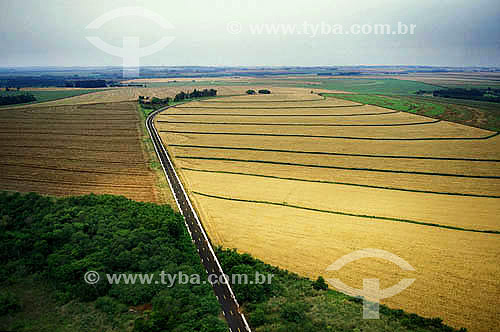  Estrada - plantação de trigo - PR - Brasil  - Foz do Iguaçu - Paraná - Brasil
