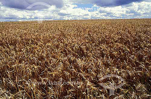  Plantação de trigo - Brasil  - Rio Grande do Sul - Brasil