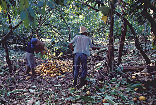  Homem e mulher, trabalhadores, em colheita manual de cacau em fazenda no sul da Bahia - Brasil / Data: 2008 
