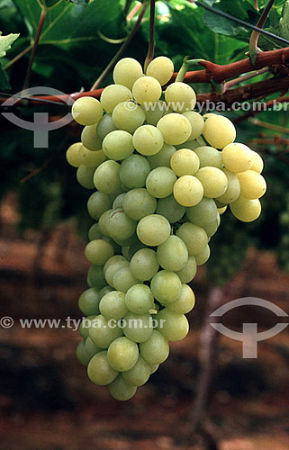  Cacho de uvas brancas - Petrolina - Pernambuco - Brasil  - Petrolina - Pernambuco - Brasil
