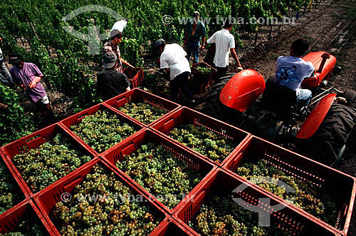  Homens em colheita de uvas 
