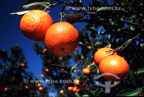  Detalhe de árvore tangerina - Ibiporã - PR - Brasil  - Ibiporã - Paraná - Brasil