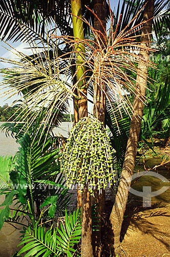  Fruta - (Euterpe oleracea) Açaí verde no açaizeiro - Amazonia - Brasil agosto 1993  - Amazonas - Brasil