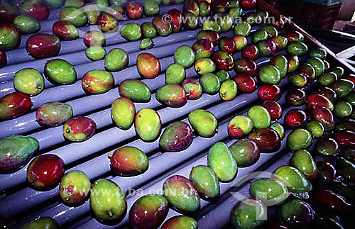  Fruta - Produção de mangas em Petrolina - Pernambuco - Brasil  - Petrolina - Pernambuco - Brasil