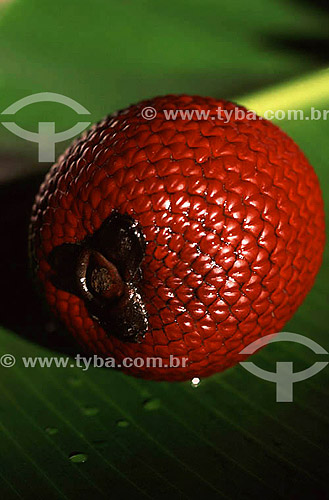  (Mauritia flexuosa) - fruta - Buriti 