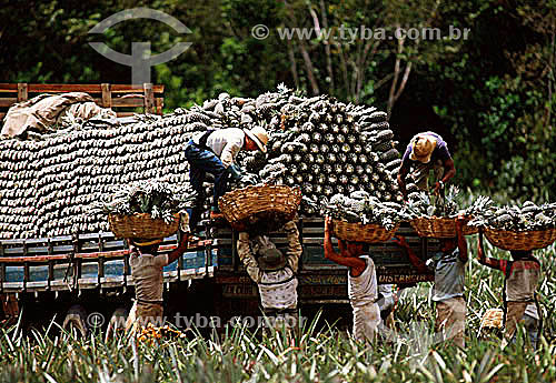  Assunto: Homens fazendo a colheita manual de abacaxis / Local: Paraíba (PB) - Brasil / Data: Década de 90 
