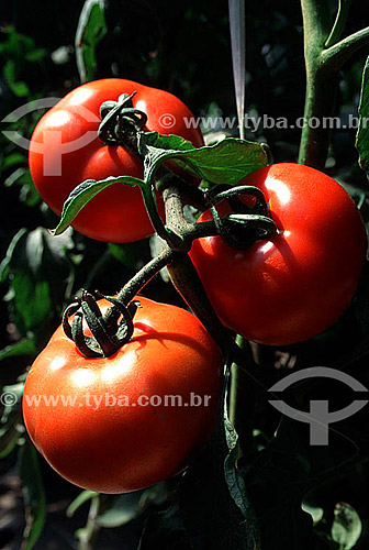  Tomates, horticultura - Jarinú - SP - Brasil  - Jarinu - São Paulo - Brasil