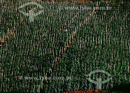  Plantação de tomate - Brasil 