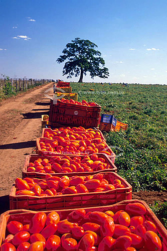  Agricultura - Colheita tomate para industrialização conhecido como tomate rasteiro ou tomate industrial - Cafelândia -  São Paulo - Brazil  - Cafelândia - São Paulo - Brasil