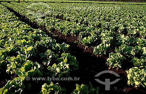  Plantação de alface - Brasil 