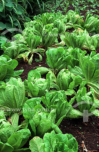  Plantação de alface - horticultura - Brasil 