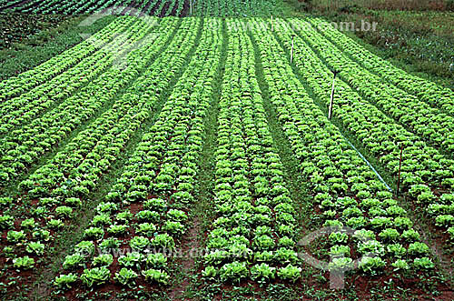  Plantação de alface - horticultura - Brasil 