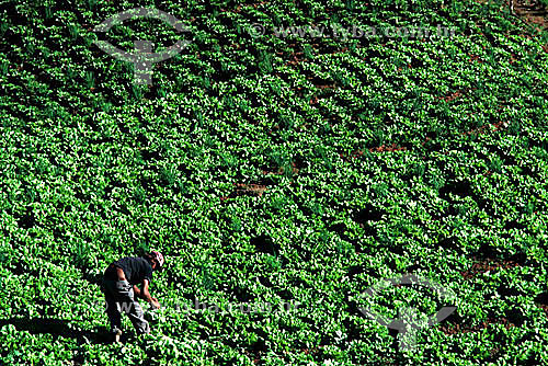  Agricultor cultivando plantação de alface - Brasil 