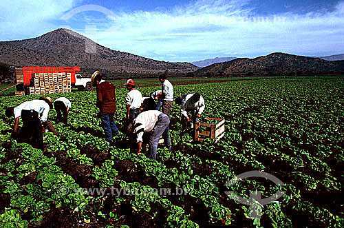  Homens no cultivo manual de plantação de alface - Brasil 