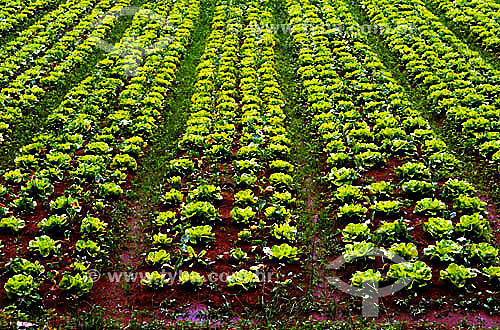  Agricultura - Verdura - Plantação de alfaces - Friburgo - Estado do Rio de Janeiro - Brasil  - Nova Friburgo - Rio de Janeiro - Brasil