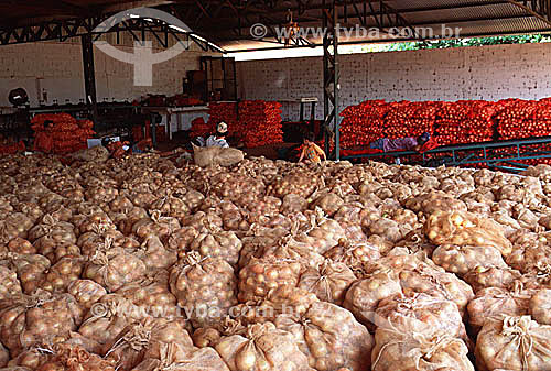  Cebolas armazenadas em sacos - Monte Alto - SP - Brasil  - Monte Alto - São Paulo - Brasil