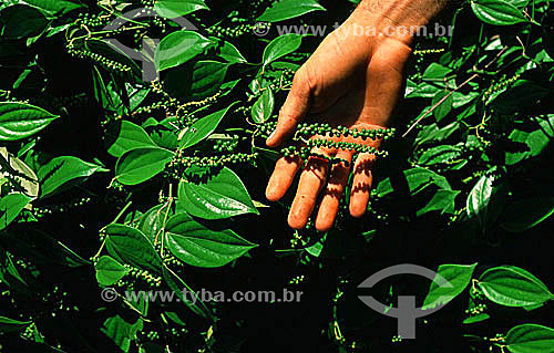  Detalhe de mão mostrando ramo de pimenta - Amazônia - Brasil

 