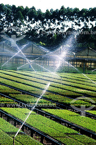  Assunto: Irrigação em plantação para produção de celulose / Local: Paraná / Data: 2002 
