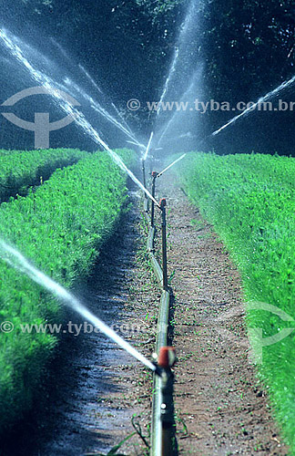  Irrigação de horticultura - Brasil 