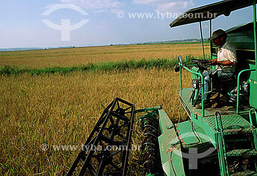  Colheita mecanizada em plantação de arroz - São José dos Campos - SP - Brasil  - São José dos Campos - São Paulo - Brasil