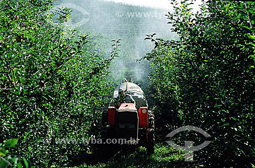  Pulverização em plantação de  maçã - Fraiburgo - SC - Brasil  - Fraiburgo - Santa Catarina - Brasil