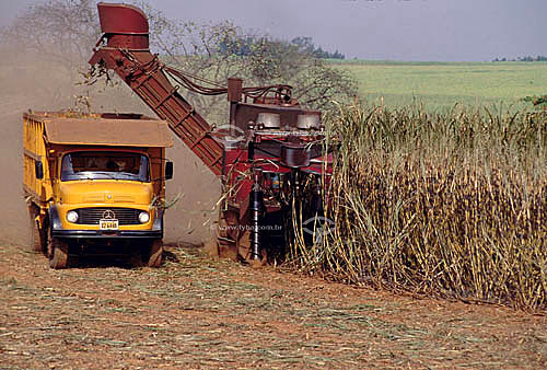  Agricultura - Caminhão durante colheita mecanizada de cana-de-açúcar - Jaboticabal - São Paulo - Brasil  - Jaboticabal - São Paulo - Brasil