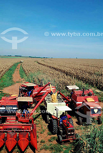  Agricultura - Máquina agrícola durante colheita mecanizada de milho - Matão - São Paulo - Brasil  - São Paulo - São Paulo - Brasil