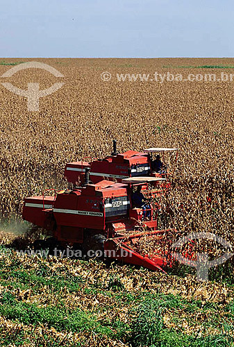  Agricultura - Máquina agrícola durante colheita mecanizada de milho - Matão - São Paulo - Brasil  - São Paulo - São Paulo - Brasil