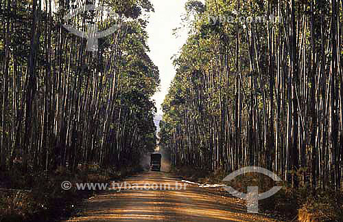  Reflorestamento, plantação de eucaliptos - Vale do Jequitinhonha - Minas Gerais - Brasil / Data: 1989 