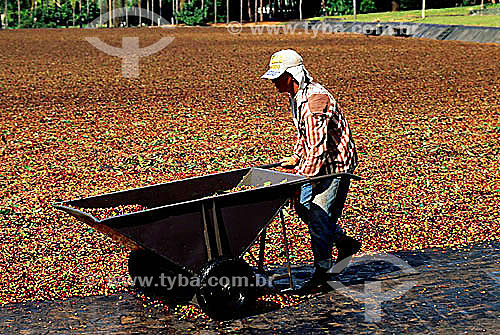  Homem fazendo a colheita manual em plantação de café - Matão - SP - Brasil  - Matão - São Paulo - Brasil