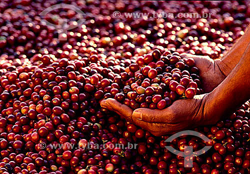  Detalhe de mãos segurando grãos de café (Coffea arabica) - Município de Guaramiranga - Serra de Baturité - CE - Brasil  - Guaramiranga - Ceará - Brasil