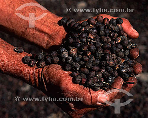  Detalhe de mãos segurando grãos secos de café (Coffea arabica) - Município de Guaramiranga - Serra de Baturité - CE - Brasil  - Guaramiranga - Ceará - Brasil