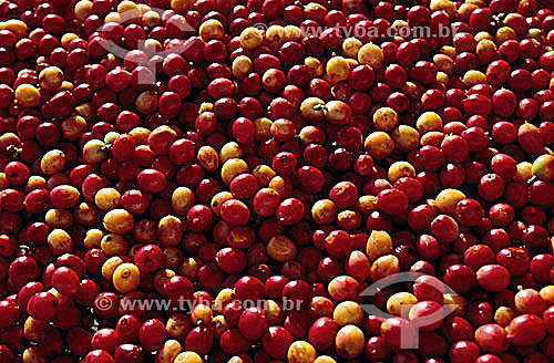  Grãos de café (Coffea arabica) - Cerrado - MG - Brasil  - Minas Gerais - Brasil