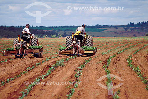  Agricultura -  Máquinas usadas no plantio de café - Coromandel - Minas Gerais - Brasil  - Coromandel - Minas Gerais - Brasil
